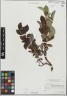 Foto von Salix hastata L.